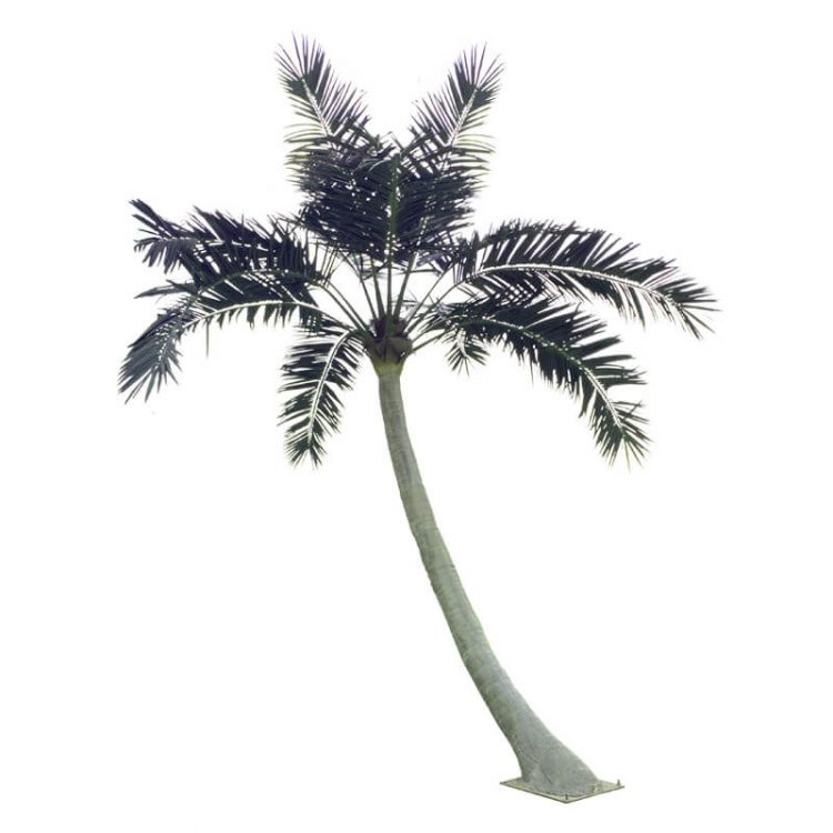 palm