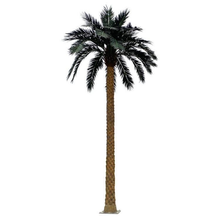 palm