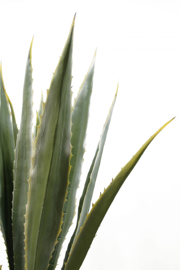 Artificial Agave