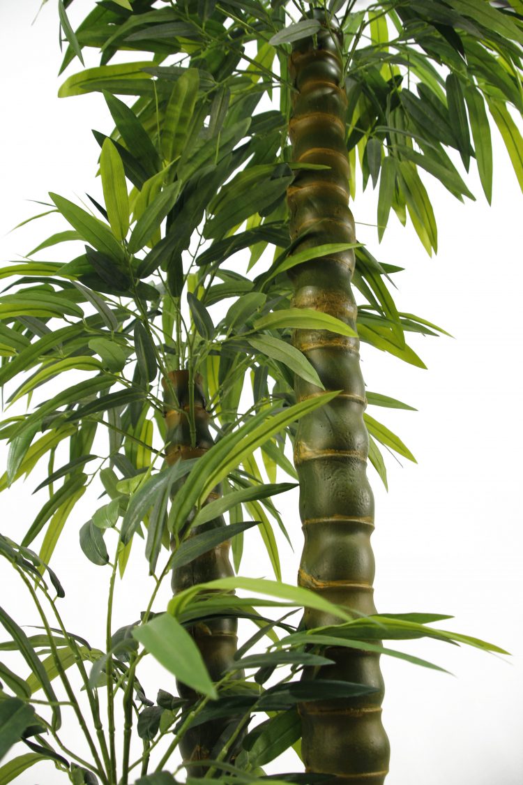 Chinese bamboo tree