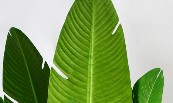 birds of paradise plant indoor