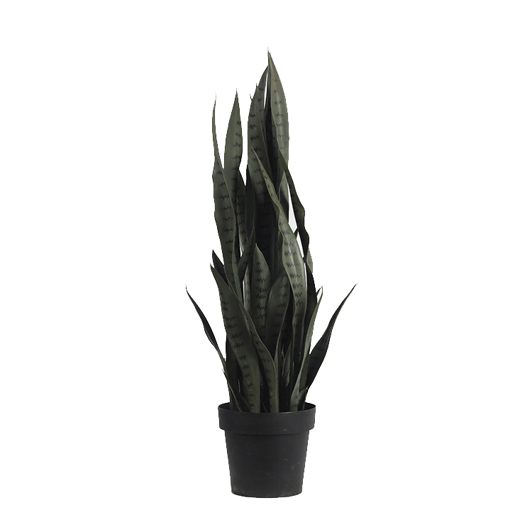 Sansevieria trifasciata