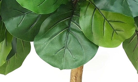 fake fiddle fig tree