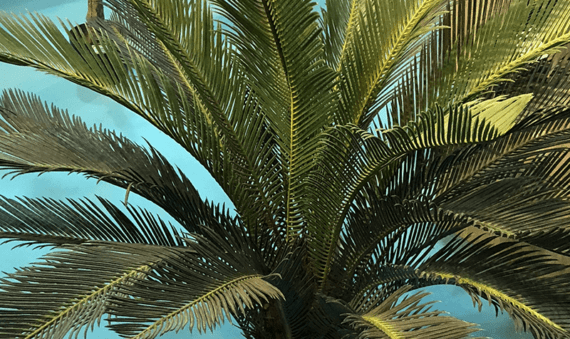 artificial cycas palm tree