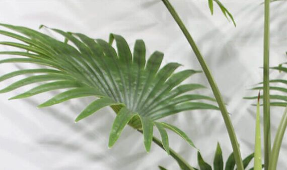 fan palm leaf