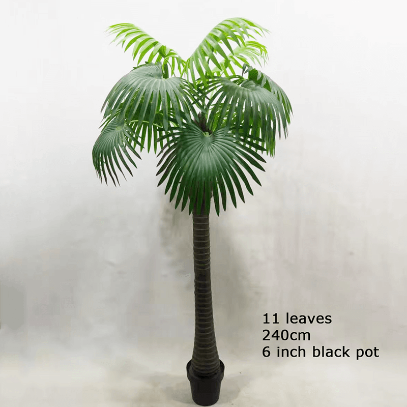 fan palm tree