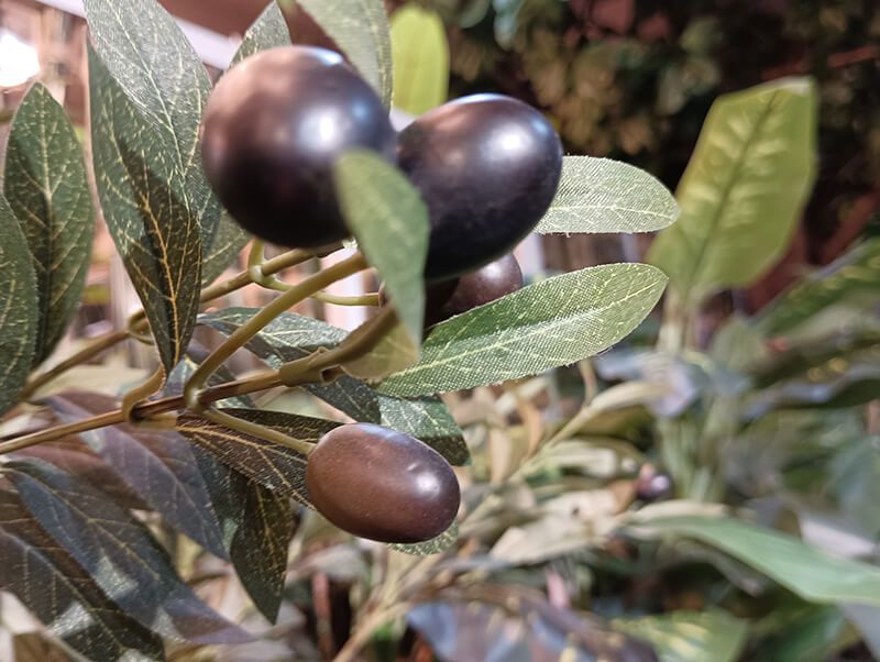 olive tree fruit