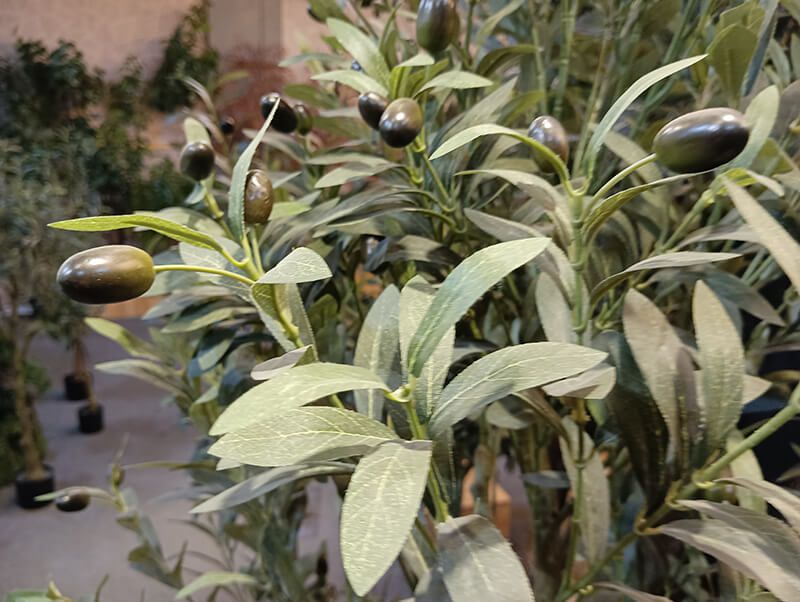 olive tree fruit