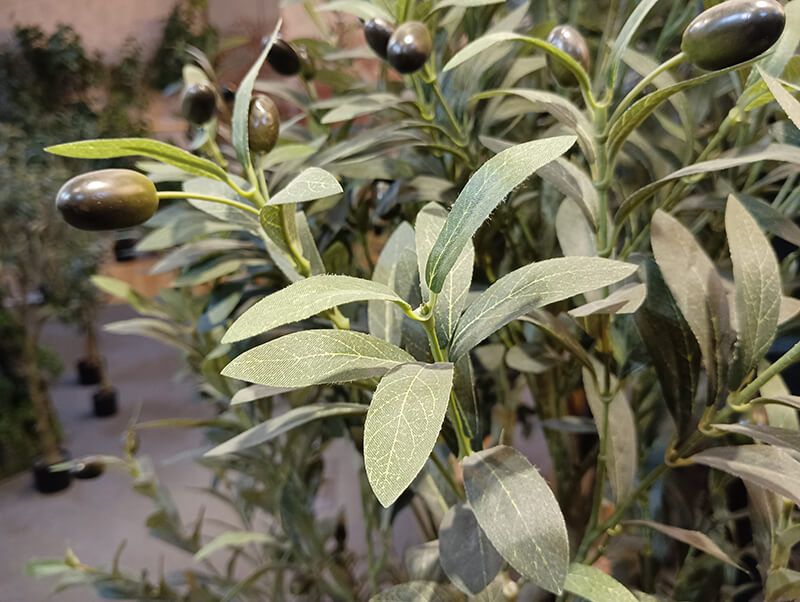 olive tree fruit