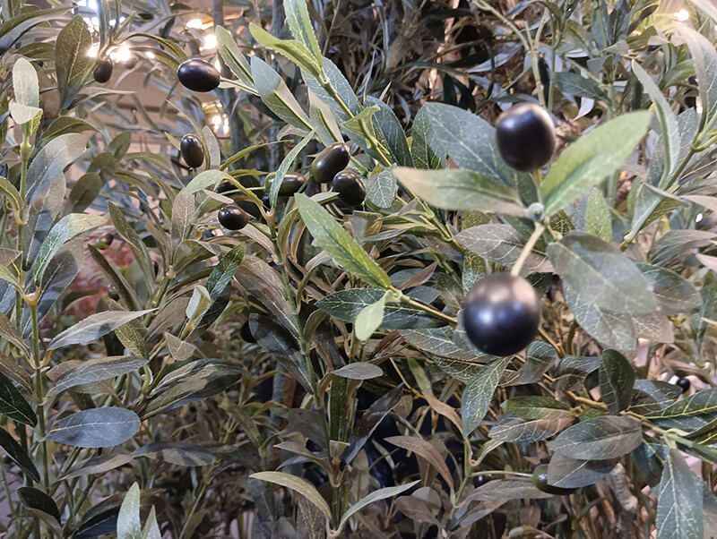 olive tree fruit