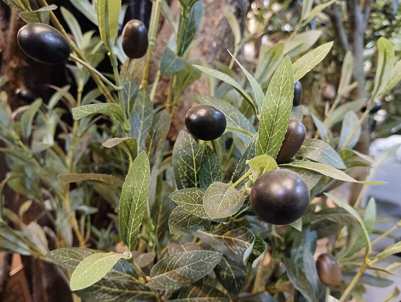 olive tree fruit