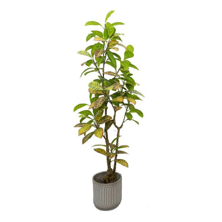 Artificial Croton Tree