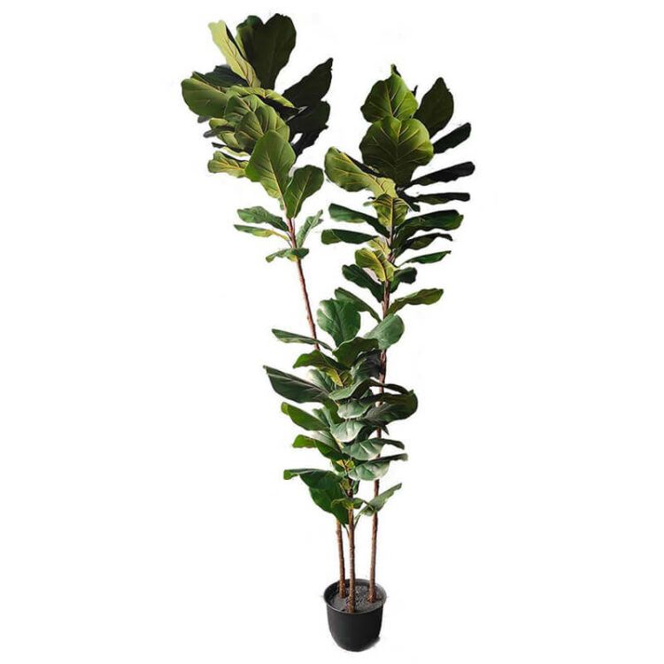 Artificial fiddle leaf fig trees