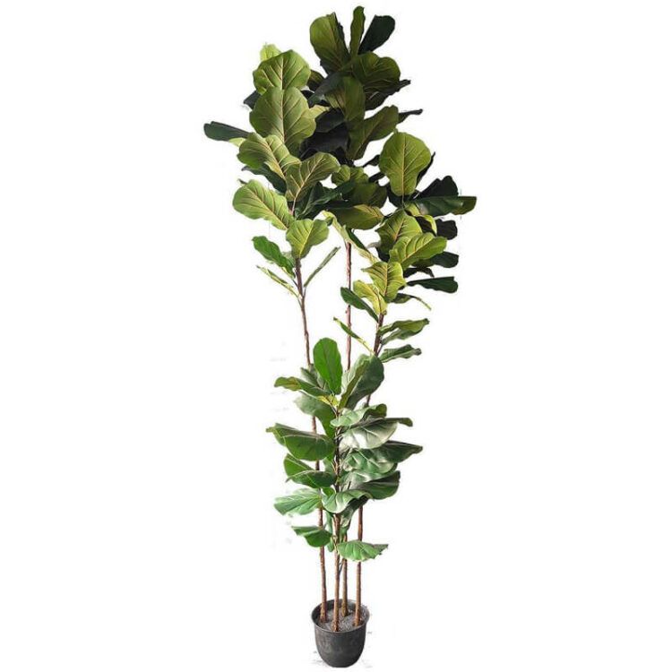 Artificial fiddle leaf fig trees